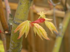 Apalm Murakumo leaves - Mar14.JPG