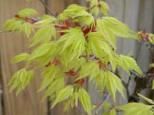 Apalm Murakumo leaves2 - Mar17.JPG