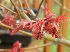 Apalm Olsen's Frosted Strawberry leaves, flowers - Mar14.JPG