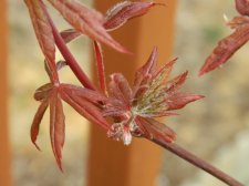 Apalm Peve Starfish leaves - Mar10.JPG