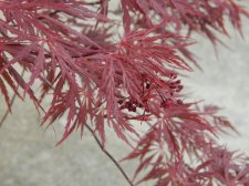 Apalm Red Dragon leaves - Mar17.JPG