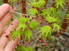 Apalm Ryusen leaves, flowers - Mar10.JPG