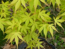 Apalm Ueno yama leaves1 - Mar17.JPG