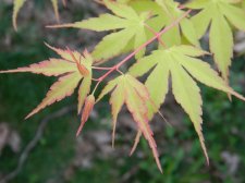 Apalm Ueno yama leaves2 - Mar17.JPG