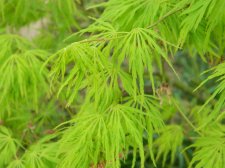 Apalm Viridis leaves - Mar17.JPG