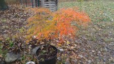 Apalm Viridis - Nov16.jpg