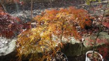 Apalm Viridis1 - Nov17.jpg