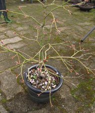 acerp-hanamatoi_160325a.jpg