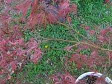 Apalm Hana matoi bark - Mar25.JPG