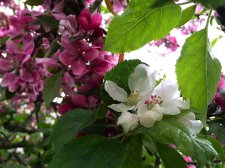 20160413_SandmanHotel-Richmond_Apple_Alice_IMG_2224.jpg