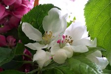 20160413_SandmanHotel-Richmond_Apple_Alice_IMG_2224c.jpg