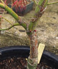 acerp-hanamatoi_160415a.jpg