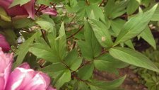 IMAG0117-1.jpg