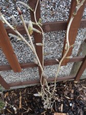 Wisteria 004.JPG