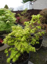 Acer Trees 001.JPG