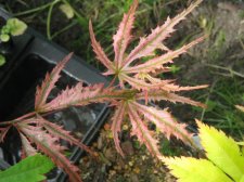 IMG_7180.JPG