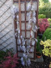 Wisteria 26.JPG