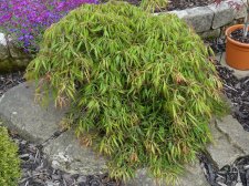 Spring Delight (32).JPG