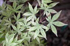 5_24 Garden and maples015.jpg
