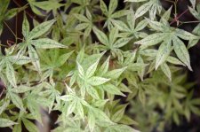 5_24 Garden and maples016.jpg