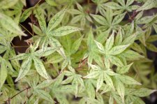 5_24 Garden and maples017.jpg