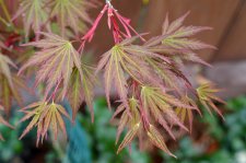 5_12 Garden and Maples007.jpg