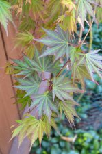 5_22 garden and maples042.jpg