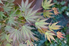 5_22 garden and maples043.jpg