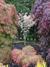 Acer Trees 010.JPG