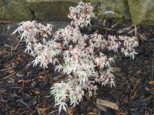 Acer Trees 012.JPG