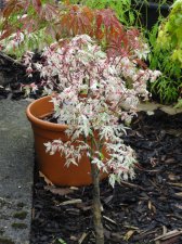 Acer Trees 015.JPG