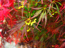 P5291813a.png