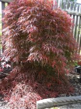 Acer Trees 033.JPG