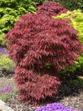 Acer Trees 034.JPG