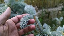 Spruce-45541.jpg