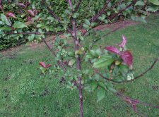 tree-55.jpg