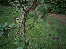 tree-55b.jpg