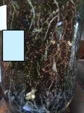 L1 mold:mushroom.jpg