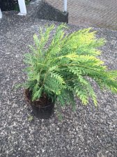 shrub id.JPG