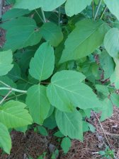IMG_20160607_182515.jpg