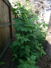 IMG_20160607_182503.jpg