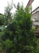 IMG_20160615_102113.jpg