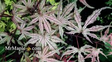 Acer palmatum 'Martha Ghost' Japanese Maple.jpg