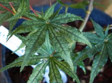 Apalm Martha Ghost leaves - Jun30.JPG