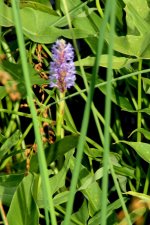 1 Unidentified flowering waterplant.jpg