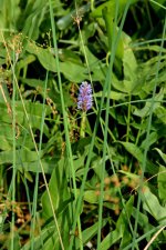 2  Unidentified flowering waterplant.jpg