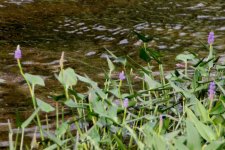 3  Unidentified flowering waterplant.jpg