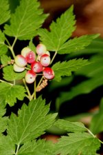 6 Unidentified Michigan berry.jpg
