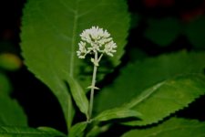 02 Unidentified white flower, Potawatamie Trail, Livingstone County, Michigan.jpg