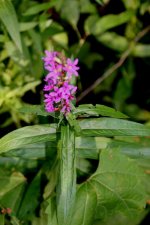 Unidentified pink stalk, Michigan.jpg